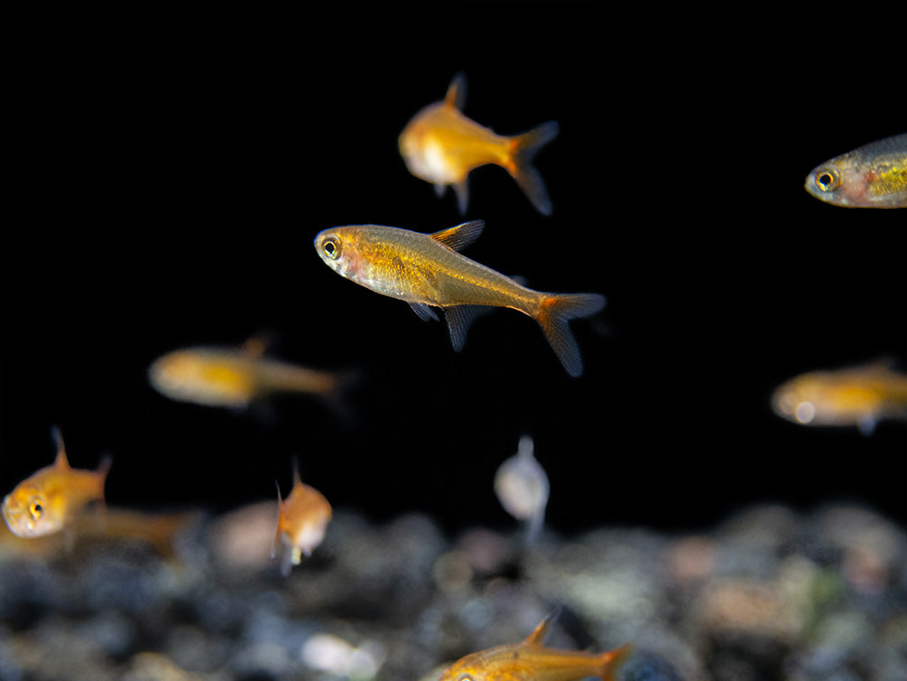 Ember AKA Fire AKA Dwarf Red Tetra (Hyphessobrycon amandae), Tank-Bred