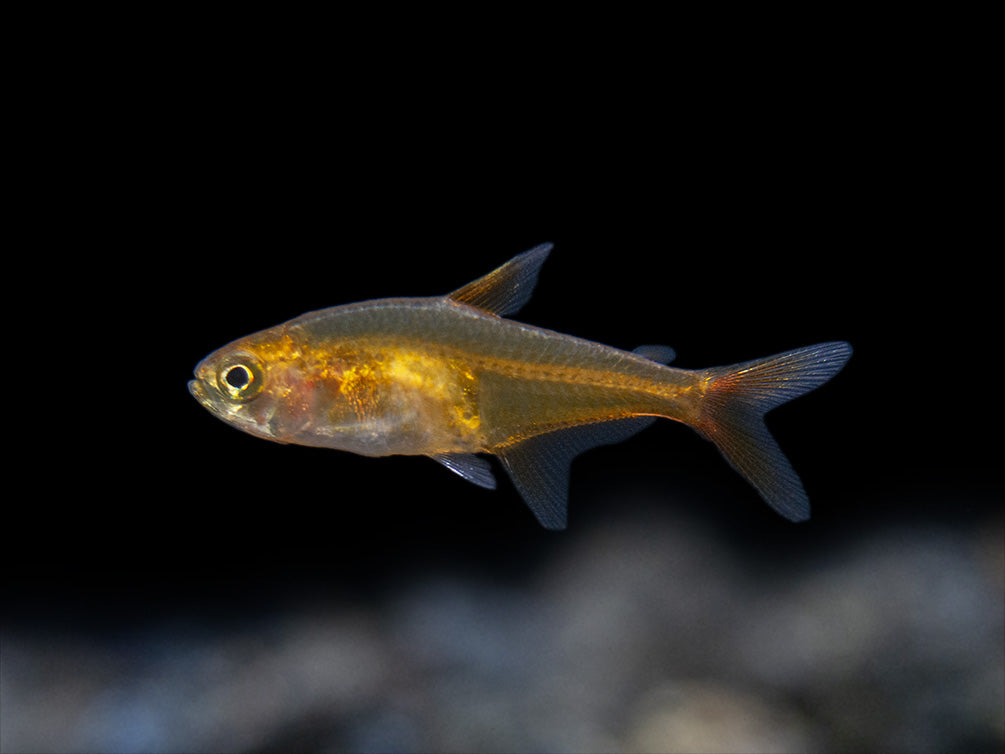 Ember AKA Fire AKA Dwarf Red Tetra (Hyphessobrycon amandae), Tank-Bred