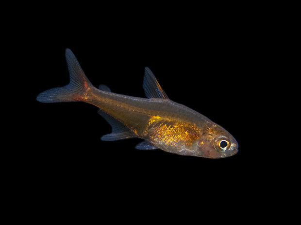 Hyphessobrycon amandae – Ember Tetra — Seriously Fish