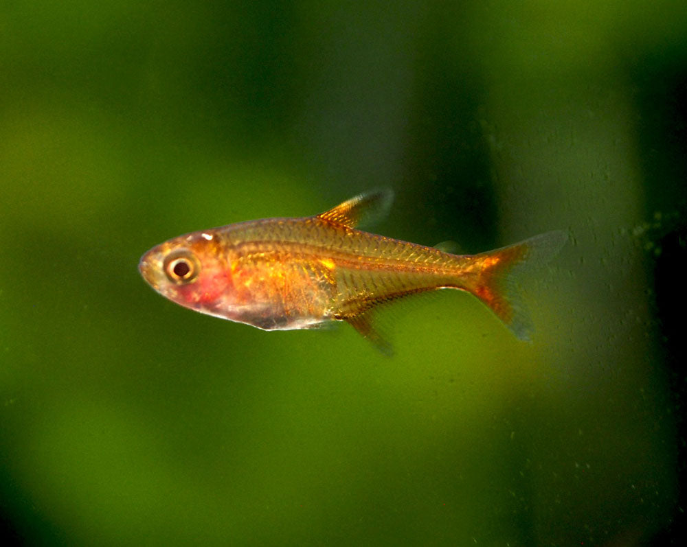 Ember AKA Fire AKA Dwarf Red Tetra (Hyphessobrycon amandae), Tank-Bred