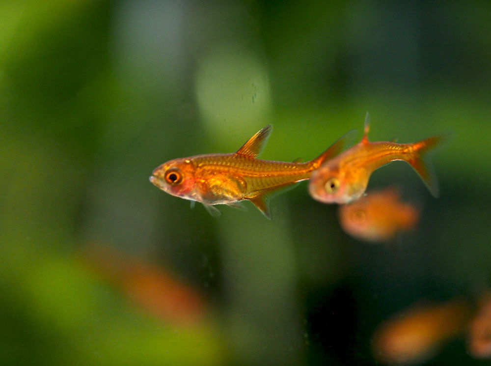 Ember AKA Fire AKA Dwarf Red Tetra (Hyphessobrycon amandae), Tank-Bred