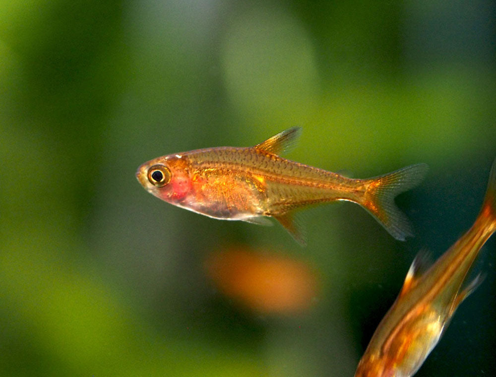 Ember AKA Fire AKA Dwarf Red Tetra (Hyphessobrycon amandae), Tank-Bred