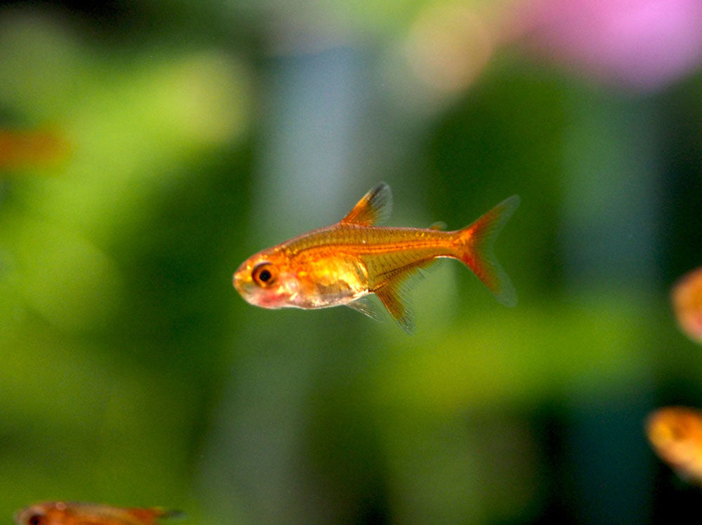 Ember AKA Fire AKA Dwarf Red Tetra (Hyphessobrycon amandae), Tank-Bred