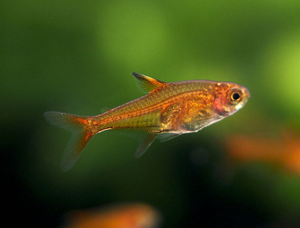 Ember AKA Fire AKA Dwarf Red Tetra (Hyphessobrycon amandae), Tank-Bred