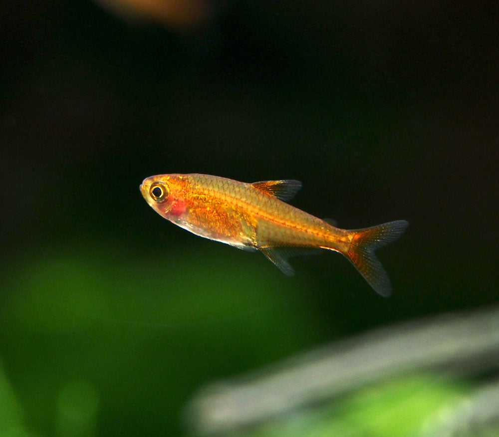 Ember AKA Fire AKA Dwarf Red Tetra (Hyphessobrycon amandae), Tank-Bred