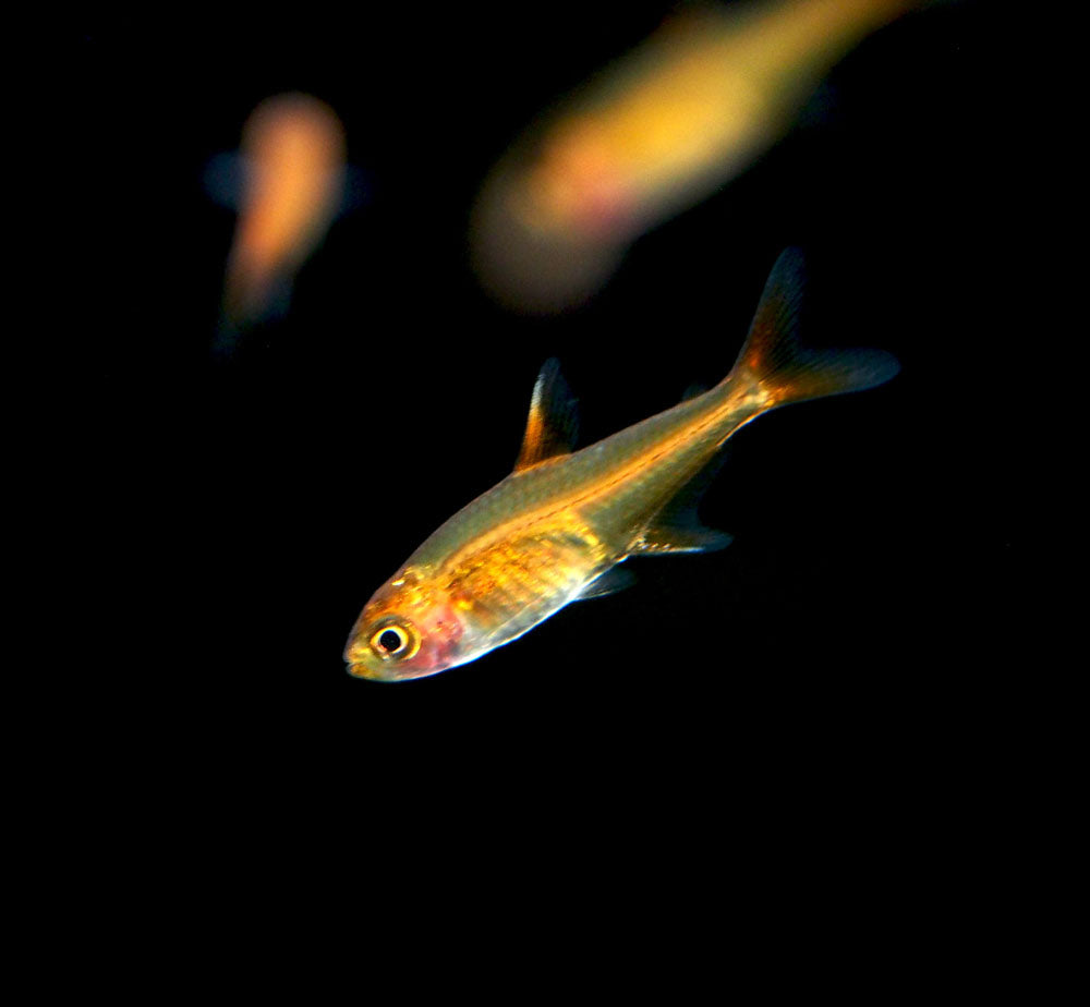 Ember AKA Fire AKA Dwarf Red Tetra (Hyphessobrycon amandae), Tank-Bred