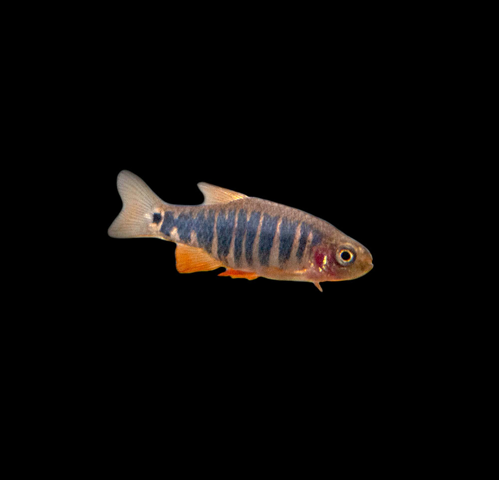 Dwarf Rasboa Emerald Dwarf Rasbora (Celestichthys erythromicron) - Aquatic Arts