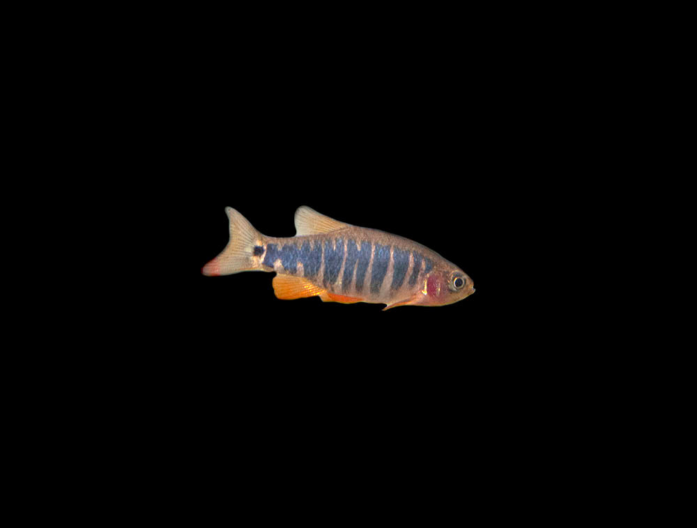 Emerald Dwarf Rasbora (Celestichthys erythromicron), Tank-Bred