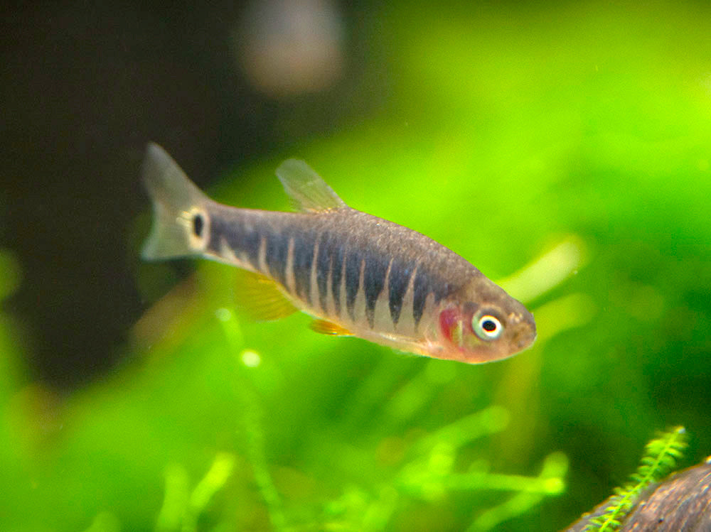 Emerald Dwarf Rasbora (Celestichthys erythromicron), Tank-Bred