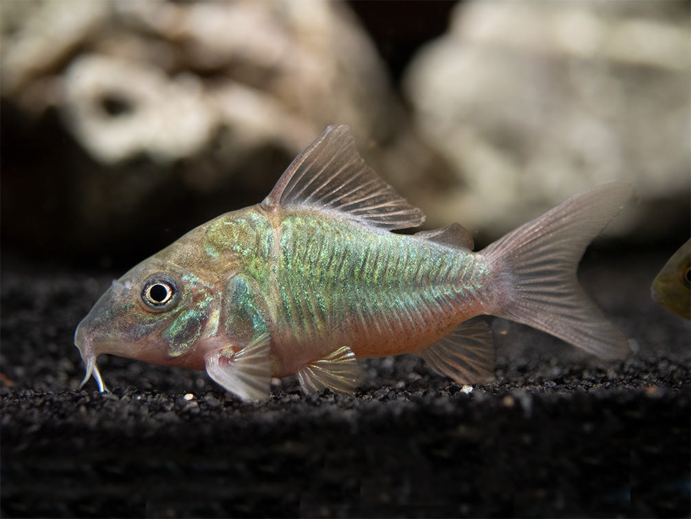 Emerald Brochis Cory Catfish (Corydoras splendens), TANK-BRED!!!