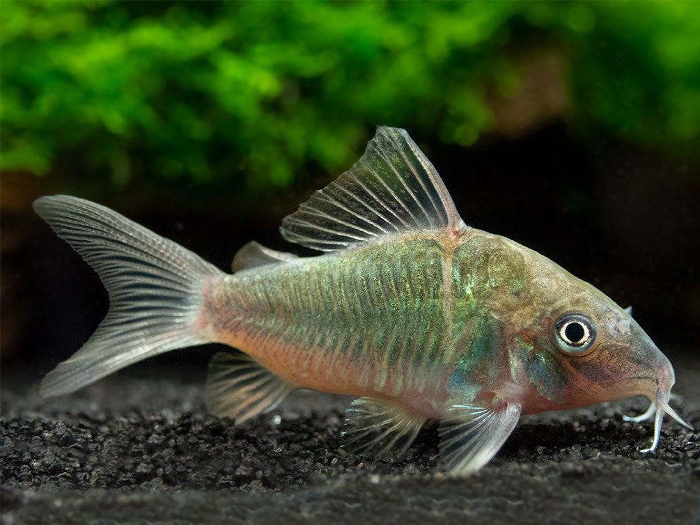 Emerald Brochis Cory Catfish (Corydoras splendens), TANK-BRED!!!