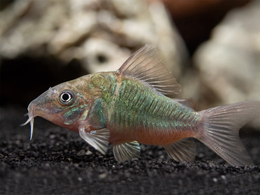 Emerald Brochis Cory Catfish (Corydoras splendens), TANK-BRED!!!