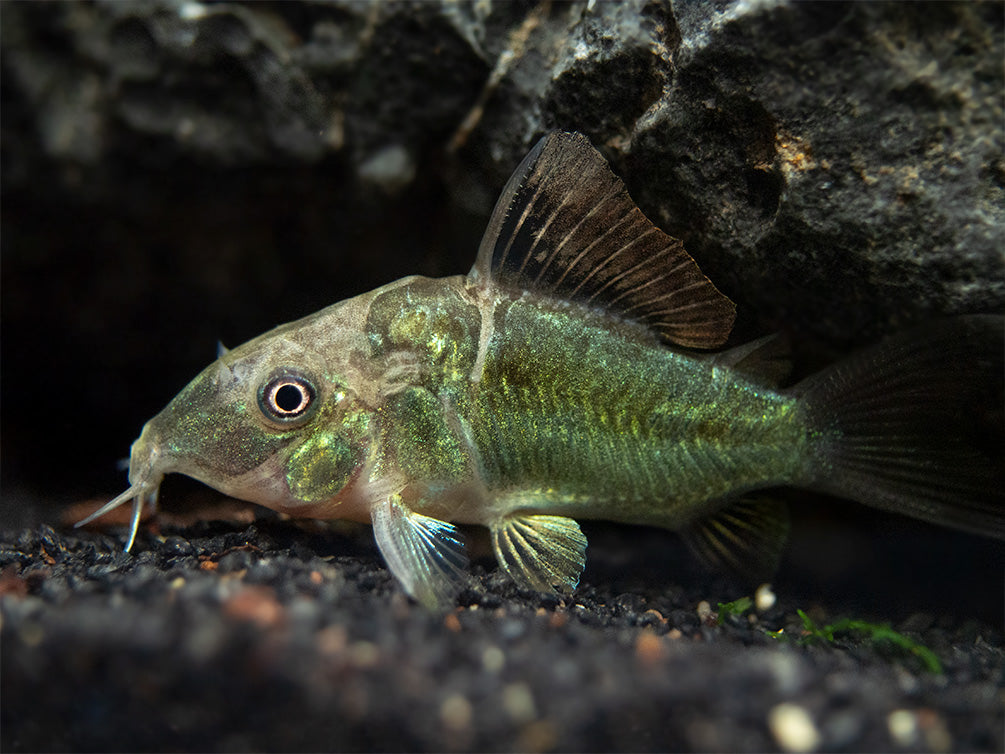 Emerald Brochis Cory Catfish (Corydoras splendens), TANK-BRED!!!