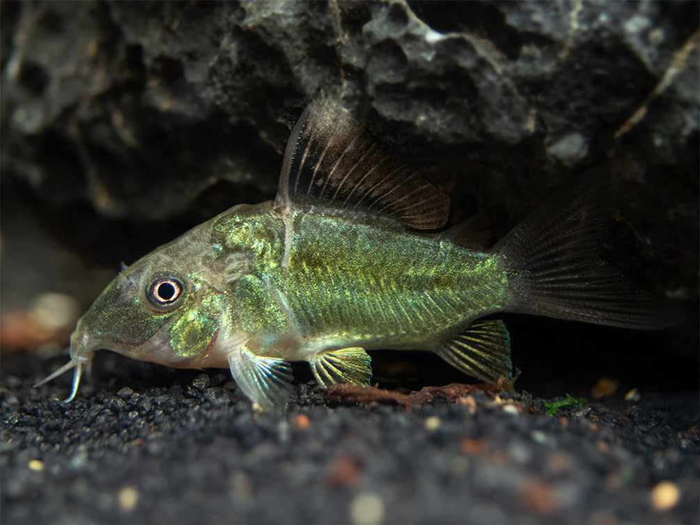 Emerald Brochis Cory Catfish (Corydoras splendens), TANK-BRED!!!