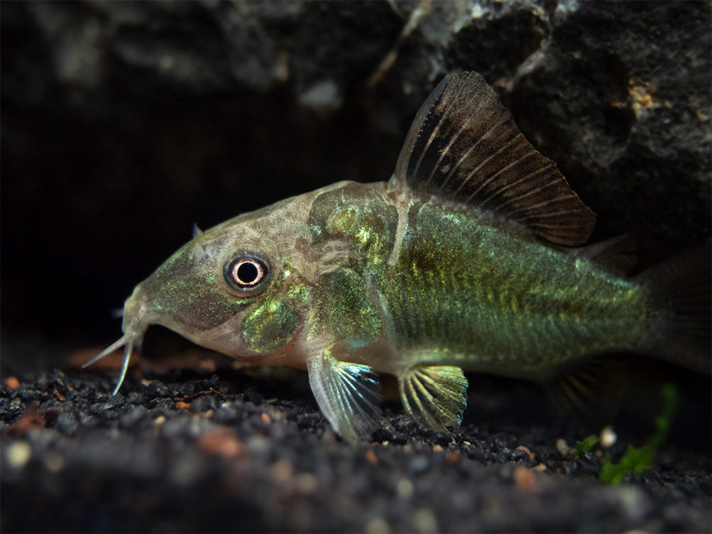 Emerald Brochis Cory Catfish (Corydoras splendens), TANK-BRED!!!