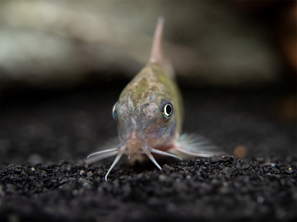 Emerald Brochis Cory Catfish (Corydoras splendens), TANK-BRED!!!
