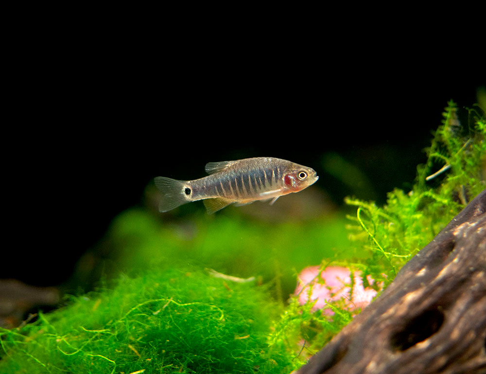 Dwarf Rasboa Emerald Dwarf Rasbora (Celestichthys erythromicron) - Aquatic Arts