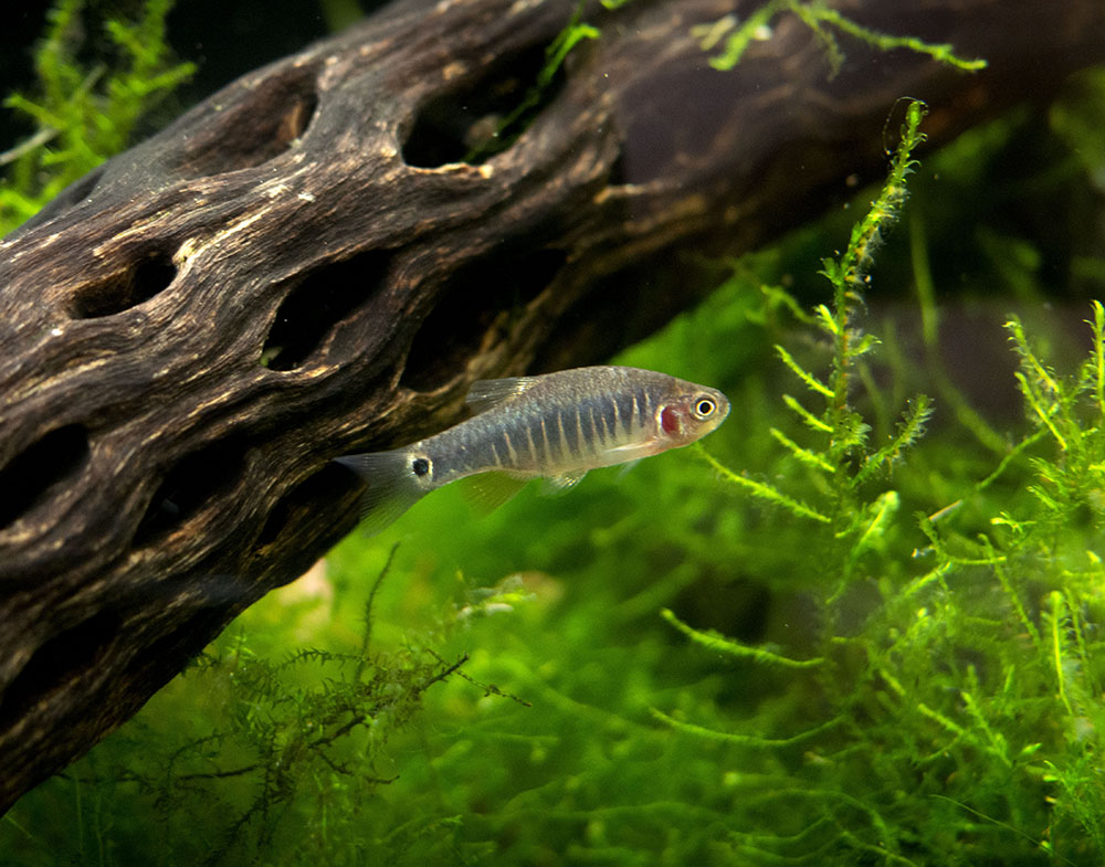 Emerald Dwarf Rasbora (Celestichthys erythromicron), Tank-Bred