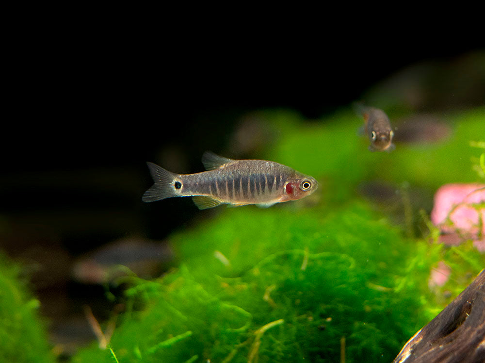 Emerald Dwarf Rasbora (Celestichthys erythromicron), Tank-Bred