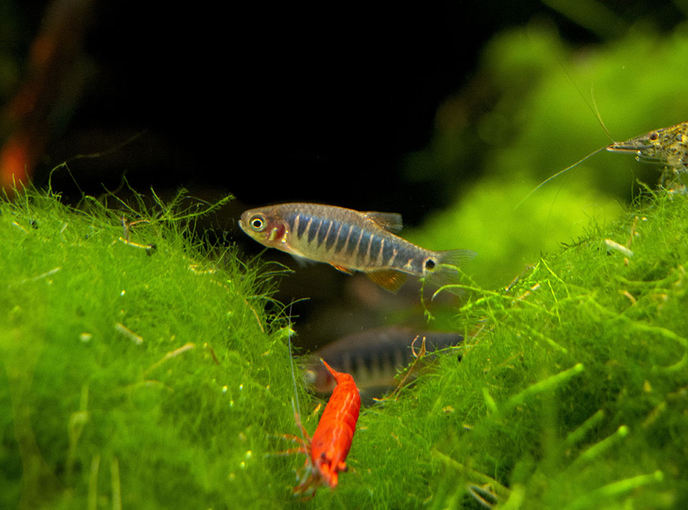 Emerald Dwarf Rasbora (Celestichthys erythromicron), Tank-Bred