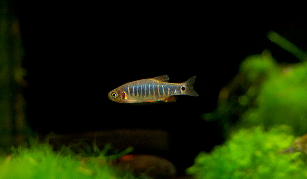 Emerald Dwarf Rasbora (Celestichthys erythromicron), Tank-Bred