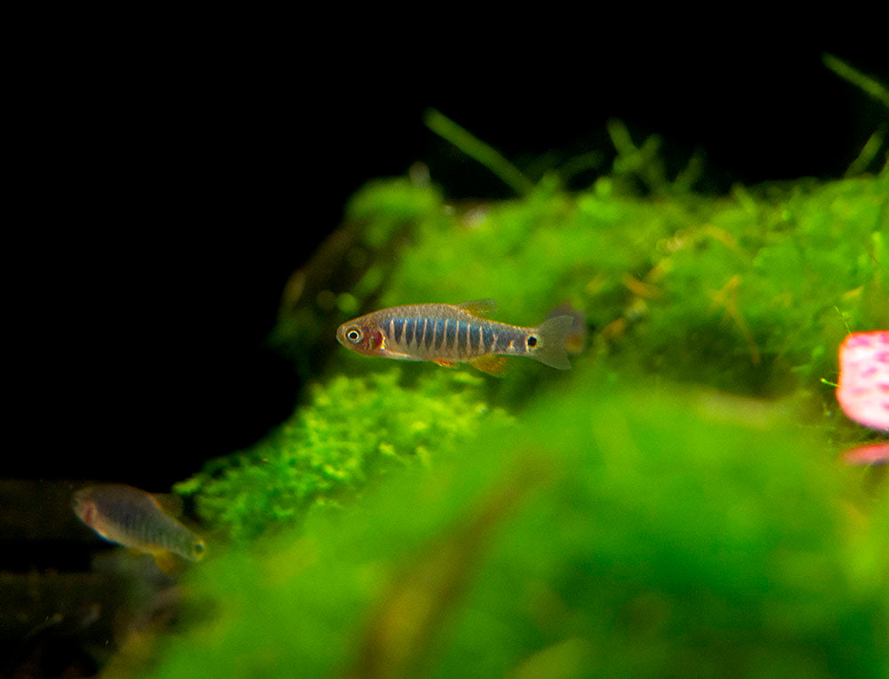 Emerald Dwarf Rasbora (Celestichthys erythromicron), Tank-Bred