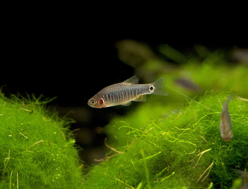 Emerald Dwarf Rasbora (Celestichthys erythromicron), Tank-Bred