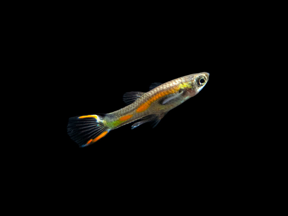 Emerald Endler’s Livebearer (Poecilia wingei "Emerald"), Tank-Bred