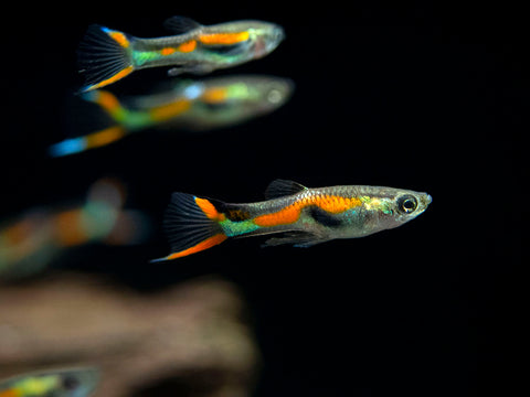 Blue Moscow Guppy (Poecilia reticulata var. “Blue Moscow”), Males and Females, Tank-Bred!
