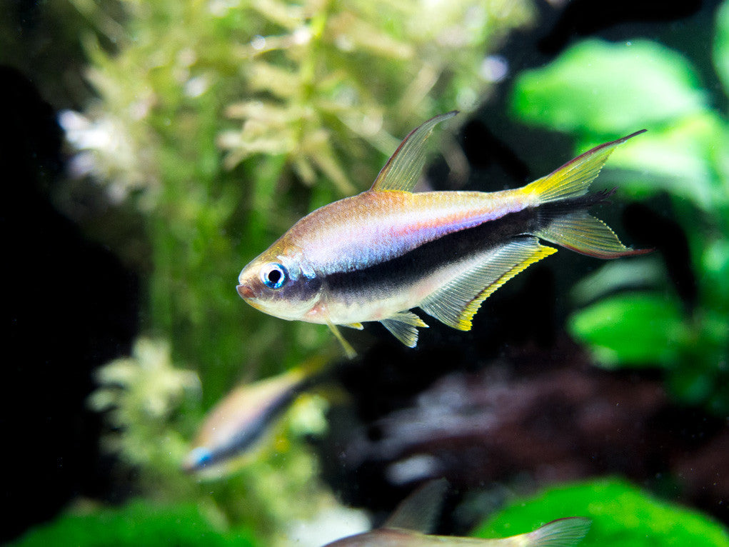 Emperor Tetra (Nematobrycon palmeri) - Tank-Bred!