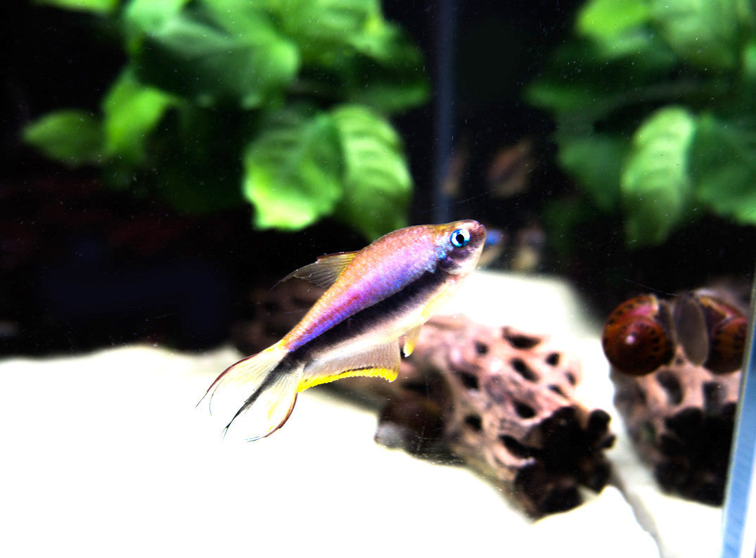 Emperor Tetra (Nematobrycon palmeri) - Tank-Bred!