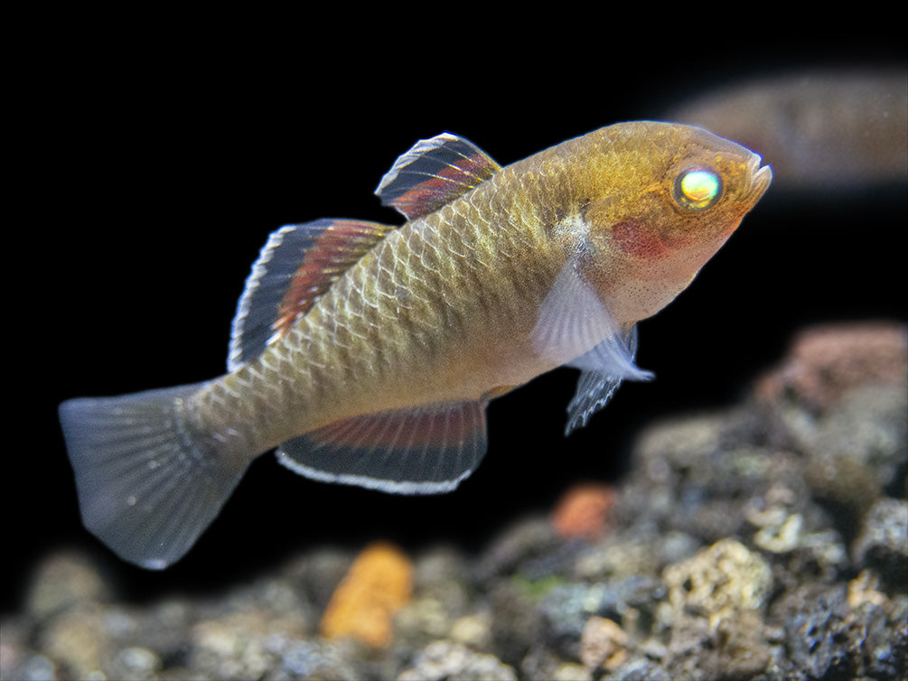 Empire Gudgeon (Hypseleotris compressa)