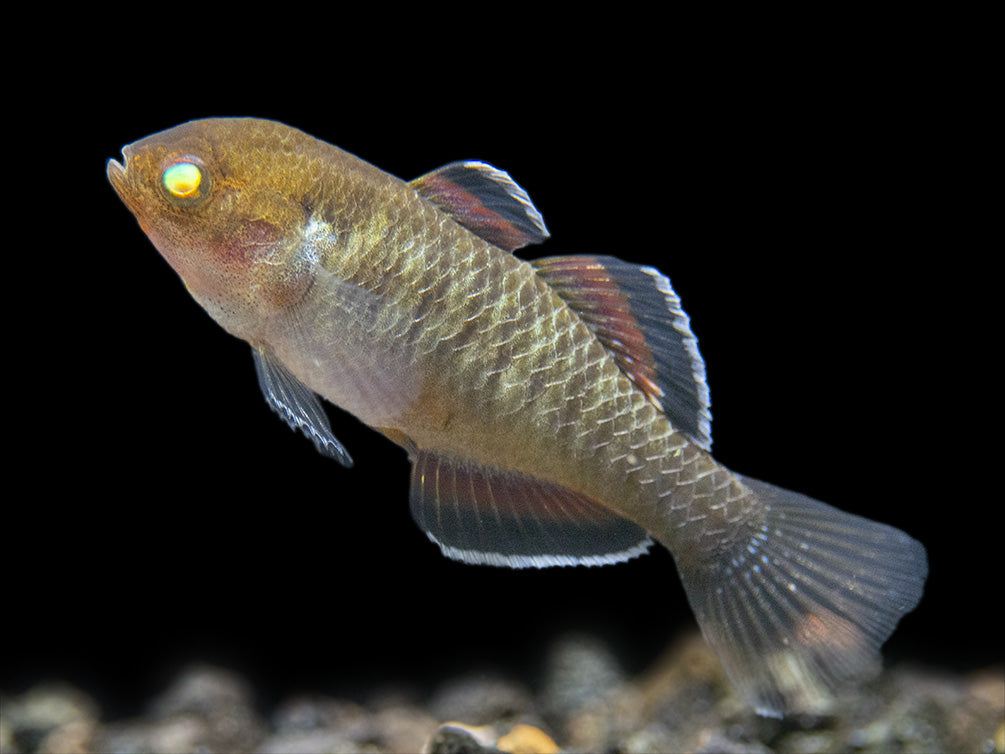 Empire Gudgeon (Hypseleotris compressa)