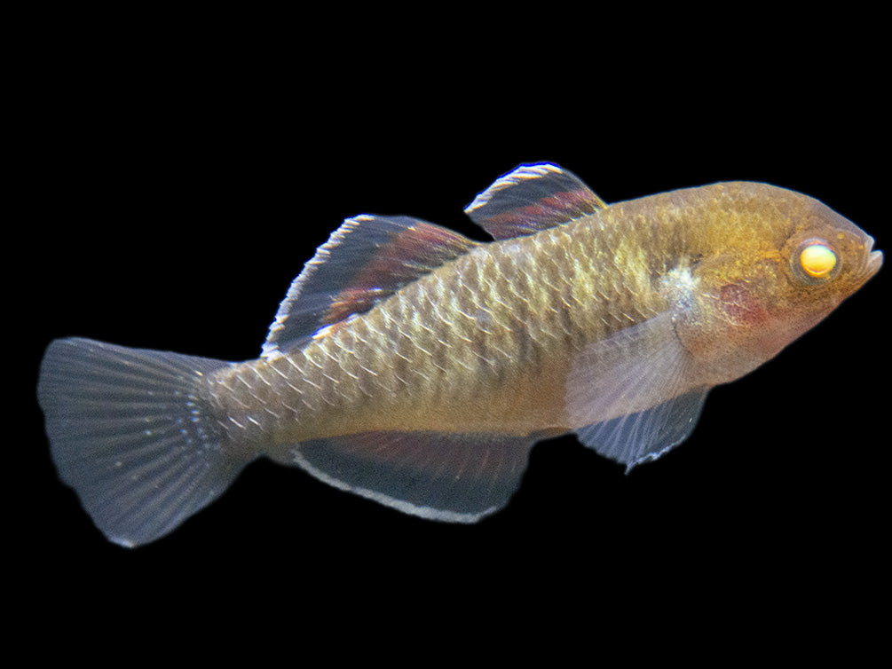 Empire Gudgeon (Hypseleotris compressa)