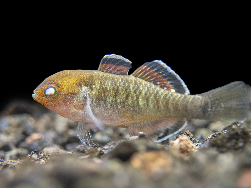 Empire Gudgeon (Hypseleotris compressa)