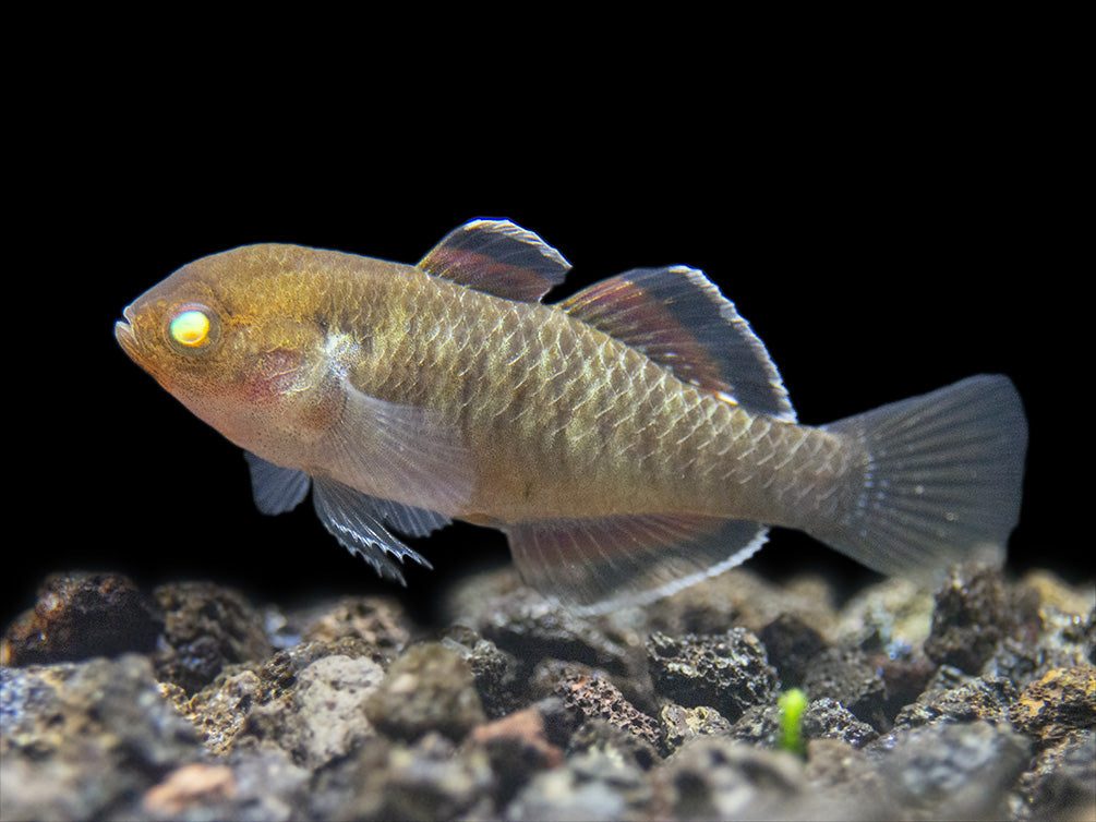 Empire Gudgeon (Hypseleotris compressa)