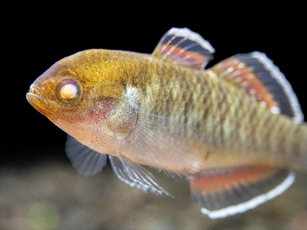 Empire Gudgeon (Hypseleotris compressa)