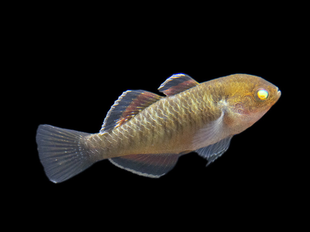 Empire Gudgeon (Hypseleotris compressa)