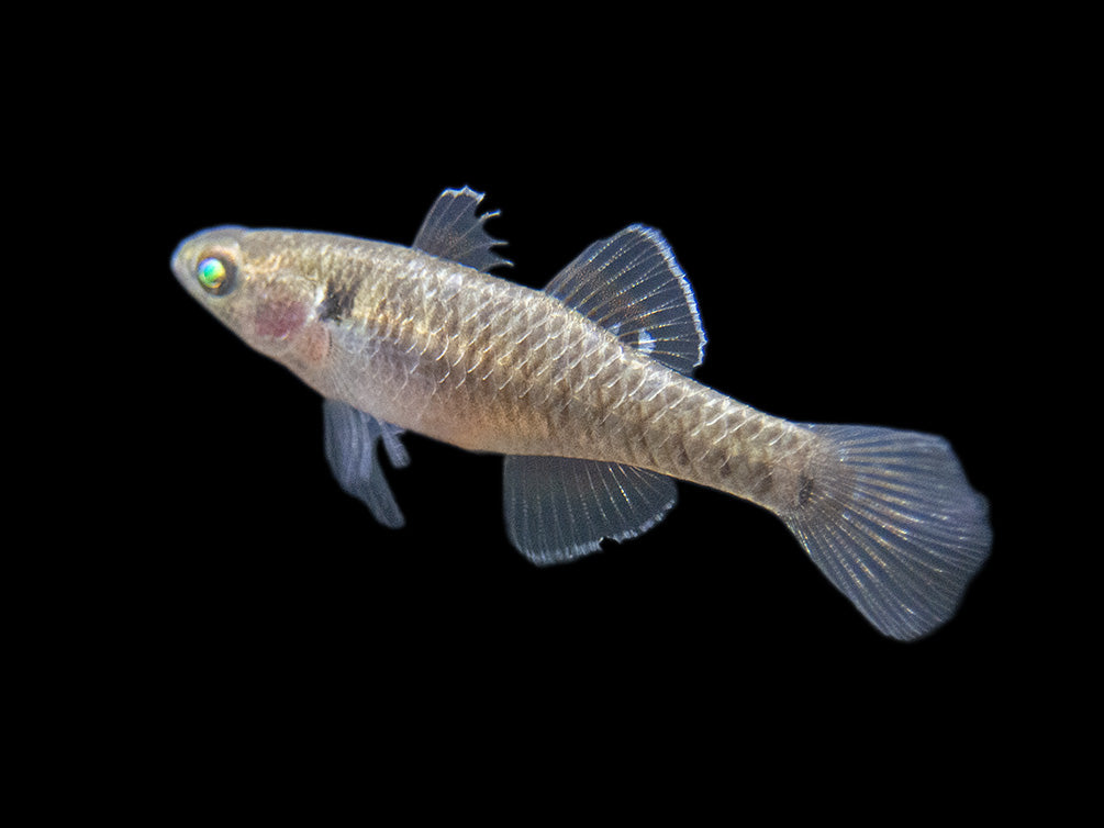 Empire Gudgeon (Hypseleotris compressa)