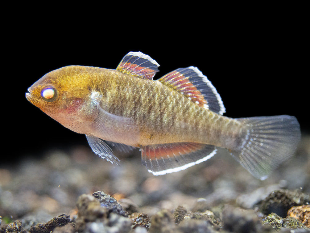 Empire Gudgeon (Hypseleotris compressa)