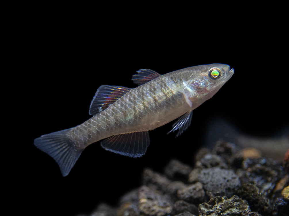 Empire Gudgeon (Hypseleotris compressa)