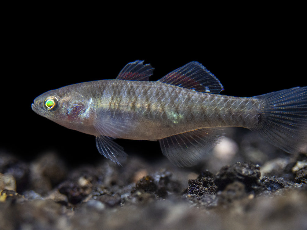 Empire Gudgeon (Hypseleotris compressa)