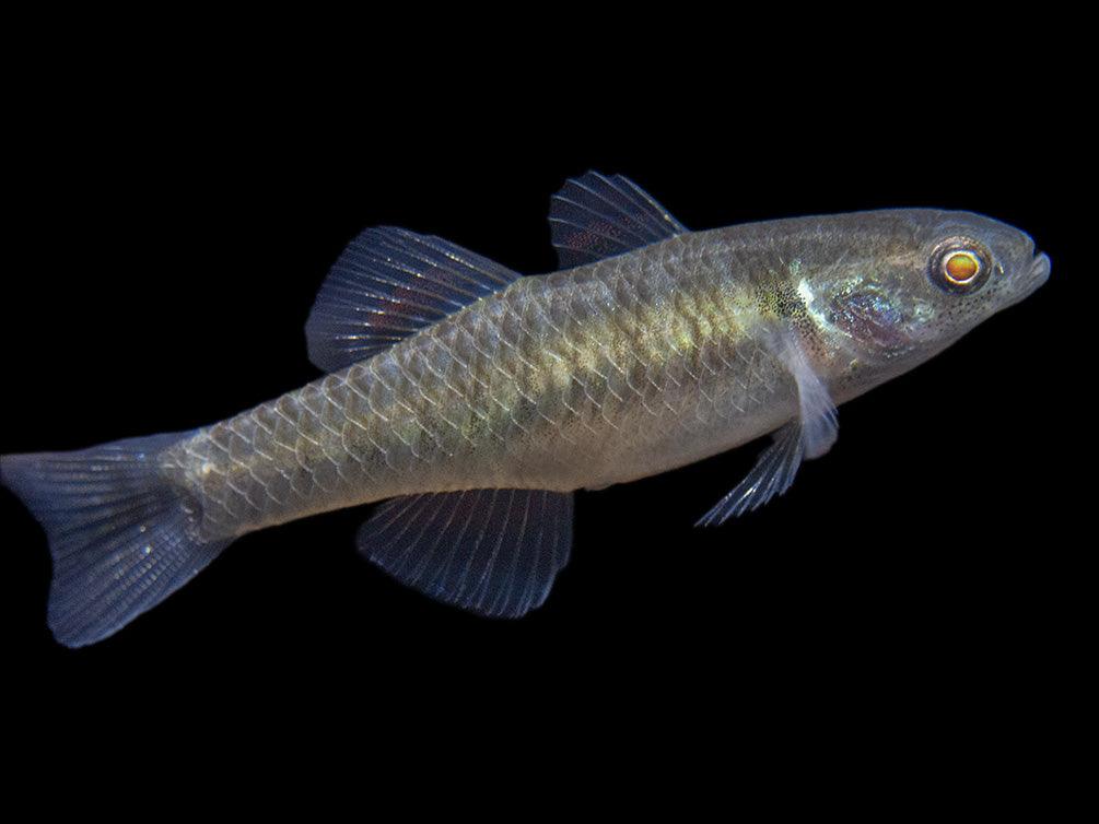 Empire Gudgeon (Hypseleotris compressa)