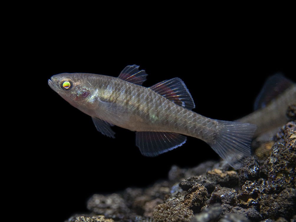 Empire Gudgeon (Hypseleotris compressa)