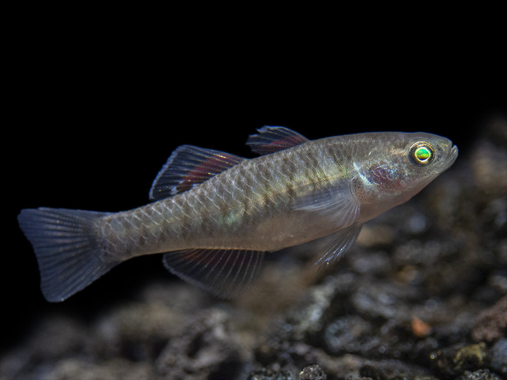 Empire Gudgeon (Hypseleotris compressa)