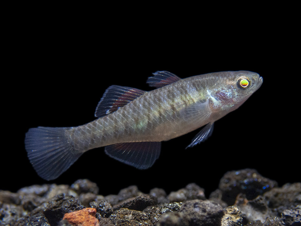 Empire Gudgeon (Hypseleotris compressa)