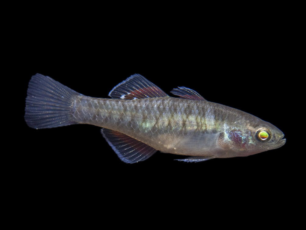 Empire Gudgeon (Hypseleotris compressa)