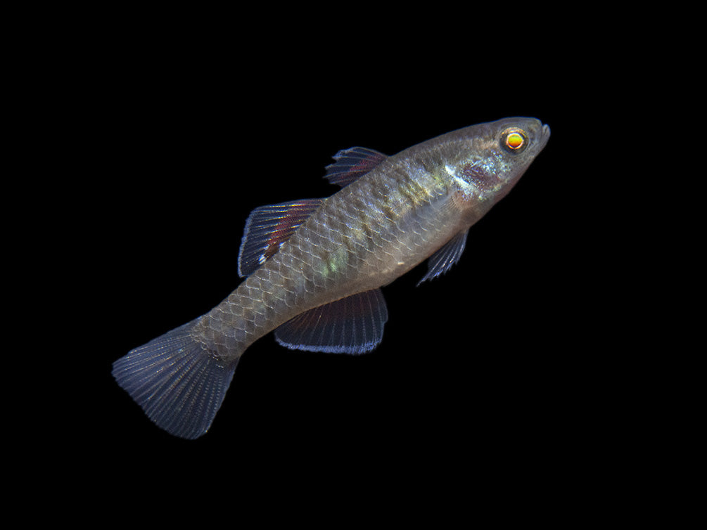 Empire Gudgeon (Hypseleotris compressa)