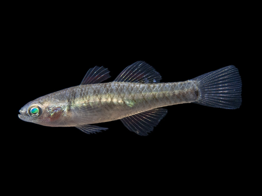 Empire Gudgeon (Hypseleotris compressa)