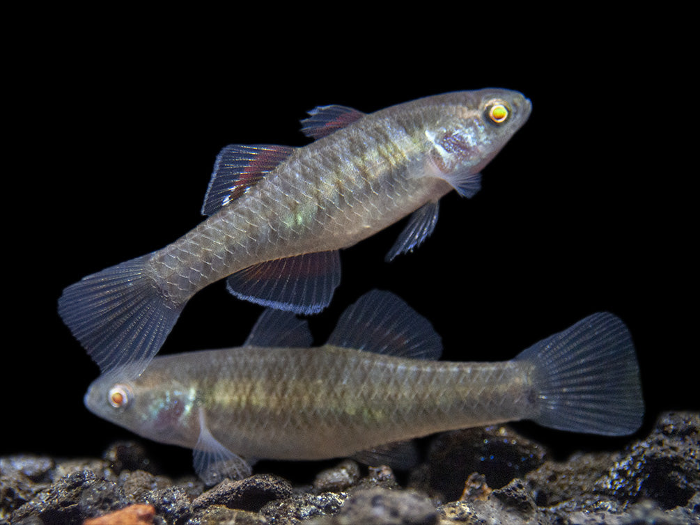 Empire Gudgeon (Hypseleotris compressa)